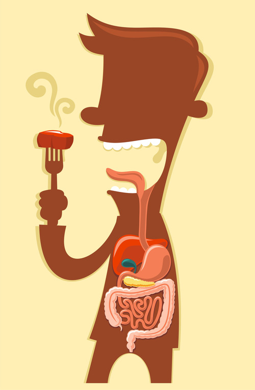 소화기계 (Digestive System) 이미지