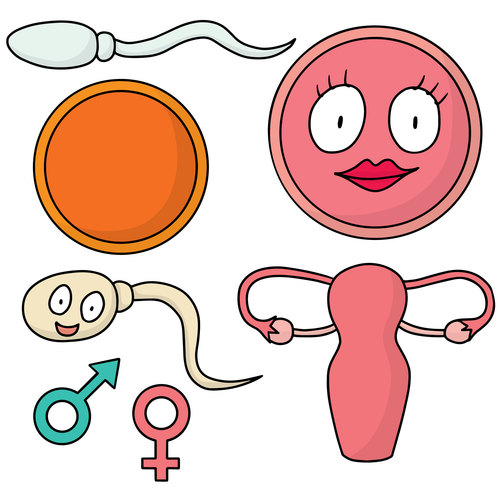 여성생식기계 (Female Reproductive System) 이미지